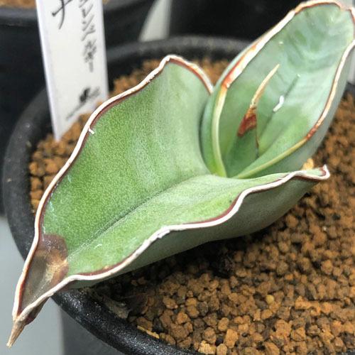 観葉植物 空気清浄 浄化 効果 マイナスイオン 乾燥に強い コンパクト サンセベリア エレンベルギー バナナ ２ ５号 Leafs ヤフー店 通販 Yahoo ショッピング