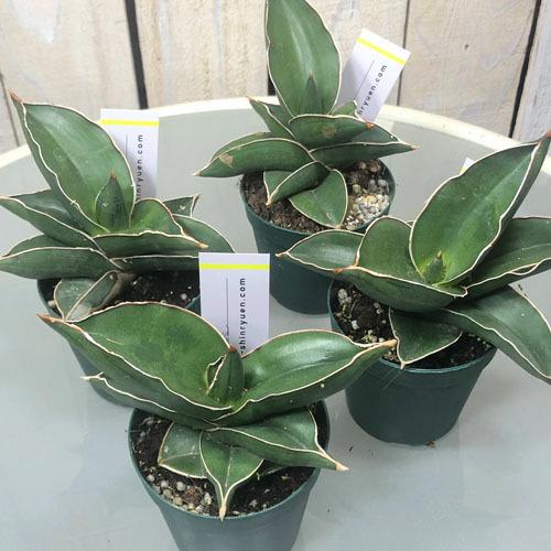 評価 観葉植物 空気清浄 浄化 効果 マイナスイオン 乾燥に強い コンパクト サンセベリア サムライドワーフ ２ ５号 Wantannas Go Id