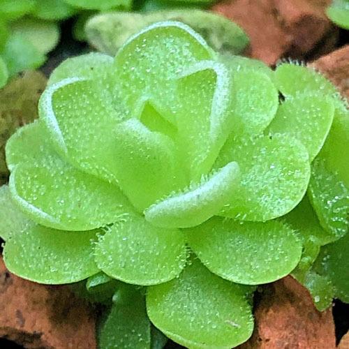 食中植物 コバエ 捕獲 インテリア 面白い ピングイキュラ エッセリアナ ヒメアシナガムシトリスミレ ３ ５号 Researcheurope