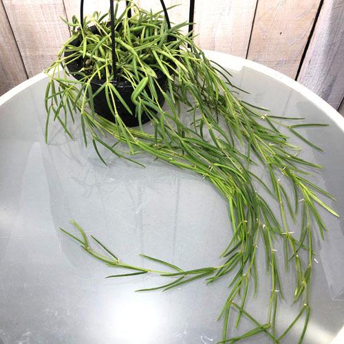 観葉植物 吊り下げ　ホヤ(サクララン) リネアリス 3.5号吊り鉢(※受け皿なし)【お一人様1鉢まで購入可】インテリア オシャレ 可愛い かわいい 人気種 |  | 01