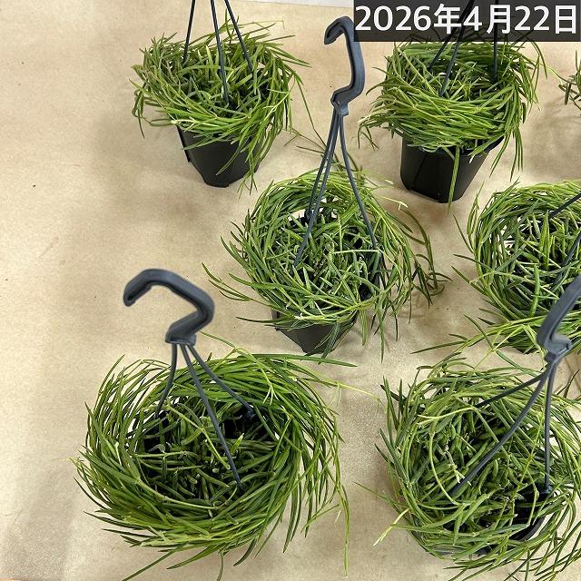 観葉植物 吊り下げ　ホヤ(サクララン) リネアリス 3.5号吊り鉢(※受け皿なし)【お一人様1鉢まで購入可】インテリア オシャレ 可愛い かわいい 人気種 |  | 10
