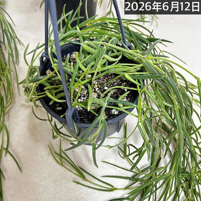 観葉植物 吊り下げ ホヤ(サクララン) リネアリス 3.5号吊り鉢(※受け皿