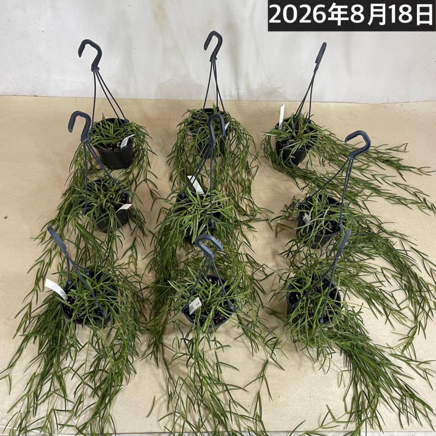 観葉植物 吊り下げ　ホヤ(サクララン) リネアリス 3.5号吊り鉢(※受け皿なし)【お一人様1鉢まで購入可】インテリア オシャレ 可愛い かわいい 人気種 |  | 08