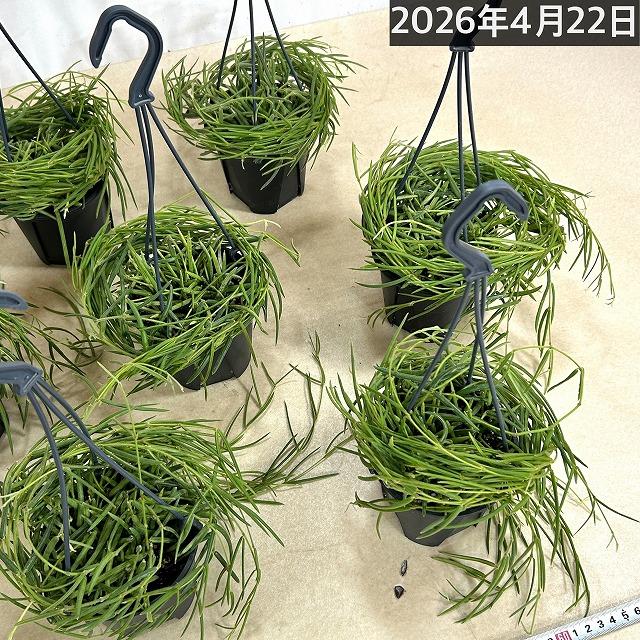 観葉植物 吊り下げ　ホヤ(サクララン) リネアリス 3.5号吊り鉢(※受け皿なし)【お一人様1鉢まで購入可】インテリア オシャレ 可愛い かわいい 人気種 |  | 11