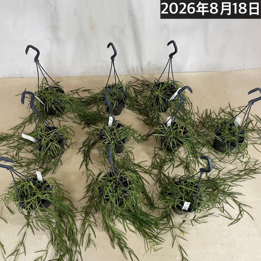 観葉植物 吊り下げ　ホヤ(サクララン) リネアリス 3.5号吊り鉢(※受け皿なし)【お一人様1鉢まで購入可】インテリア オシャレ 可愛い かわいい 人気種 |  | 09