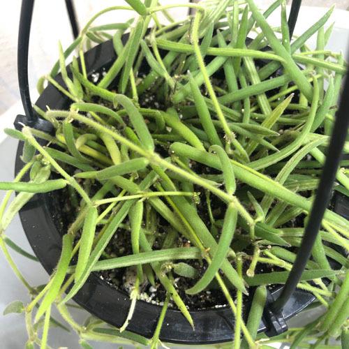 観葉植物 吊り下げ　ホヤ(サクララン) リネアリス 3.5号吊り鉢(※受け皿なし)【お一人様1鉢まで購入可】インテリア オシャレ 可愛い かわいい 人気種 |  | 02