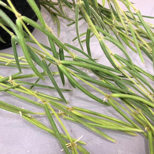 観葉植物 吊り下げ　ホヤ(サクララン) リネアリス 3.5号吊り鉢(※受け皿なし)【お一人様1鉢まで購入可】インテリア オシャレ 可愛い かわいい 人気種 |  | 03