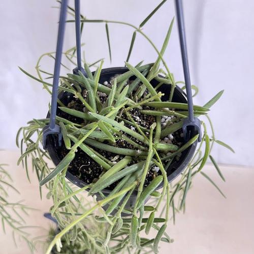 観葉植物 吊り下げ　ホヤ(サクララン) リネアリス 3.5号吊り鉢(※受け皿なし)【お一人様1鉢まで購入可】インテリア オシャレ 可愛い かわいい 人気種 |  | 06