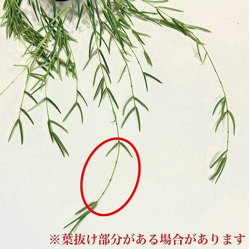 観葉植物 吊り下げ　ホヤ(サクララン) リネアリス 3.5号吊り鉢(※受け皿なし)【お一人様1鉢まで購入可】インテリア オシャレ 可愛い かわいい 人気種 |  | 05