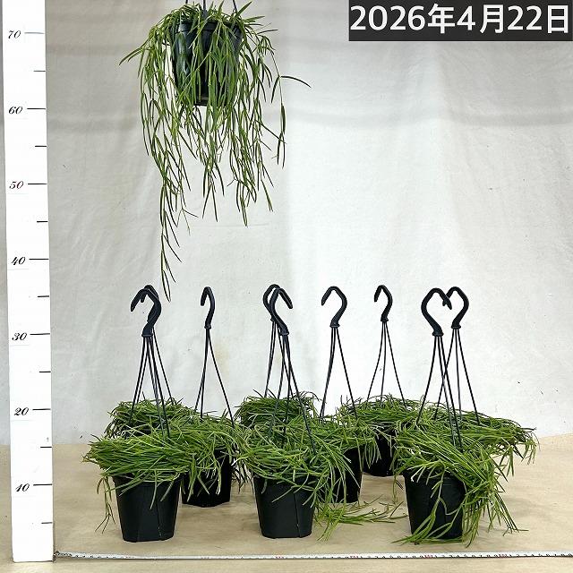 観葉植物 吊り下げ　ホヤ(サクララン) リネアリス 3.5号吊り鉢(※受け皿なし)【お一人様1鉢まで購入可】インテリア オシャレ 可愛い かわいい 人気種 |  | 07