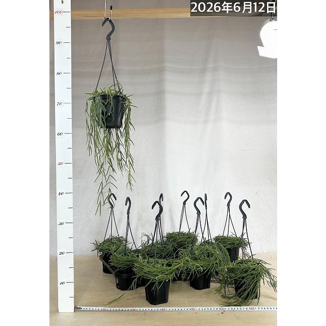 観葉植物 吊り下げ ホヤ(サクララン) リネアリス 3.5号吊り鉢(※受け皿