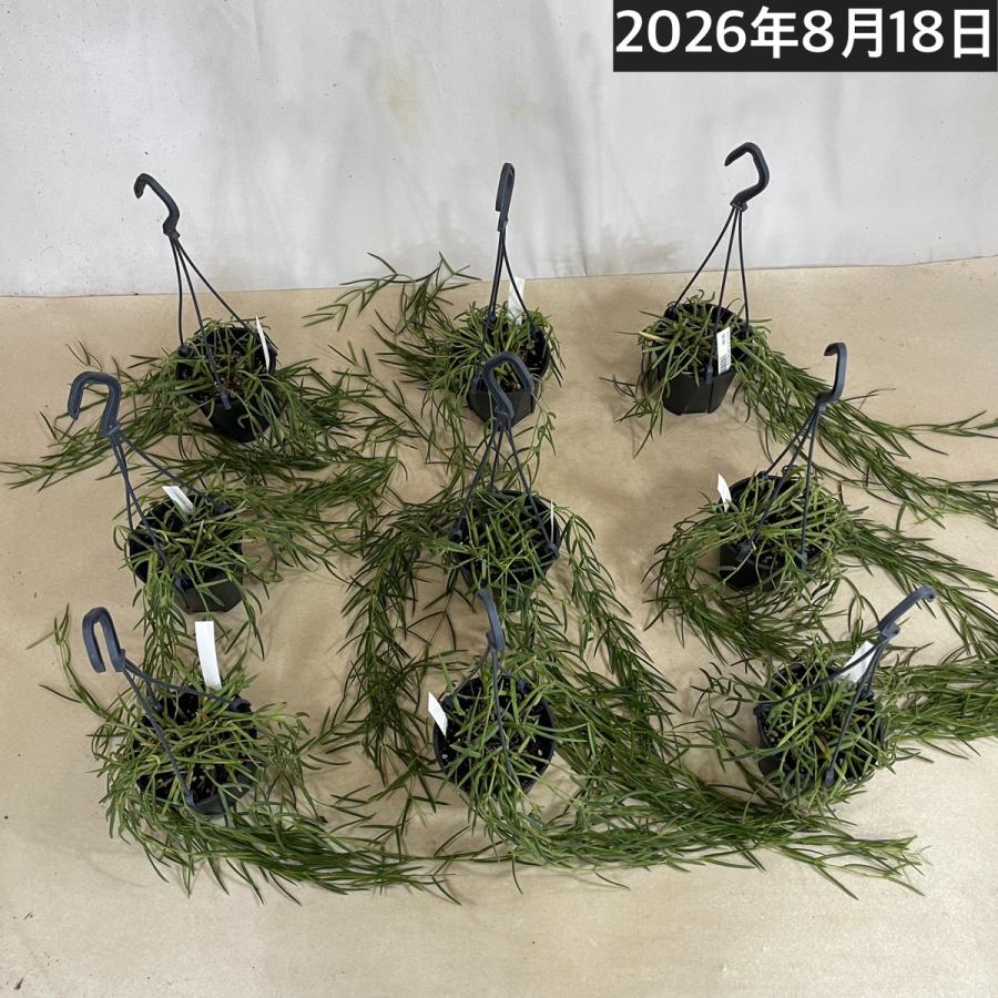 観葉植物 吊り下げ　ホヤ(サクララン) リネアリス 3.5号吊り鉢(※受け皿なし)【お一人様1鉢まで購入可】インテリア オシャレ 可愛い かわいい 人気種 |  | 07