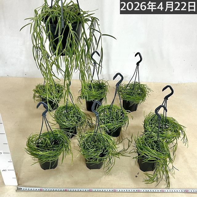 観葉植物 吊り下げ　ホヤ(サクララン) リネアリス 3.5号吊り鉢(※受け皿なし)【お一人様1鉢まで購入可】インテリア オシャレ 可愛い かわいい 人気種 |  | 08