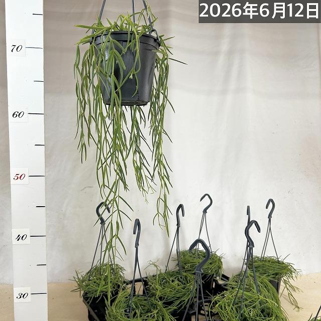 観葉植物 吊り下げ ホヤ(サクララン) リネアリス 3.5号吊り鉢(※受け皿