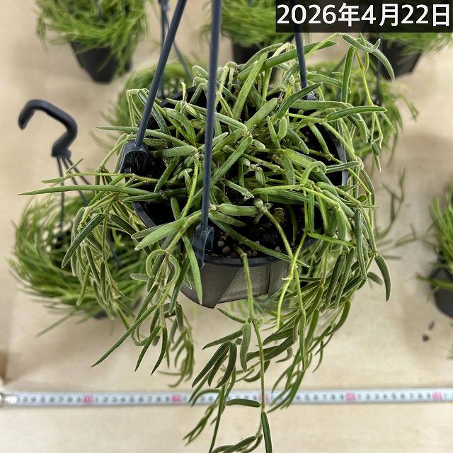 観葉植物 吊り下げ　ホヤ(サクララン) リネアリス 3.5号吊り鉢(※受け皿なし)【お一人様1鉢まで購入可】インテリア オシャレ 可愛い かわいい 人気種 |  | 09
