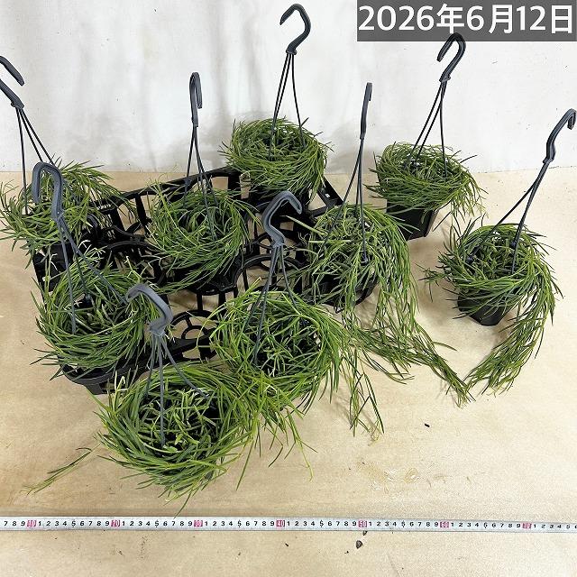 観葉植物 吊り下げ ホヤ(サクララン) リネアリス 3.5号吊り鉢(※受け皿