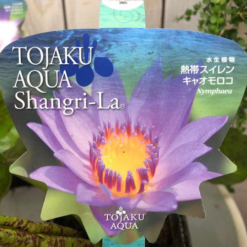 夏 水性植物 フビオトープ 自由研究 可愛い 熱帯スイレン 睡蓮 キャオモロコ ３ ５号硬質 Leafs ヤフー店 通販 Yahoo ショッピング