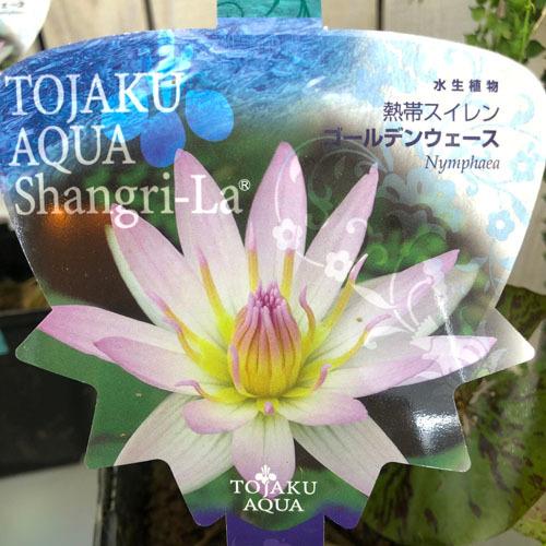 夏 水性植物 フビオトープ 自由研究 可愛い 熱帯スイレン 睡蓮 ゴールデンウェース ３ ５号硬質 Leafs ヤフー店 通販 Yahoo ショッピング