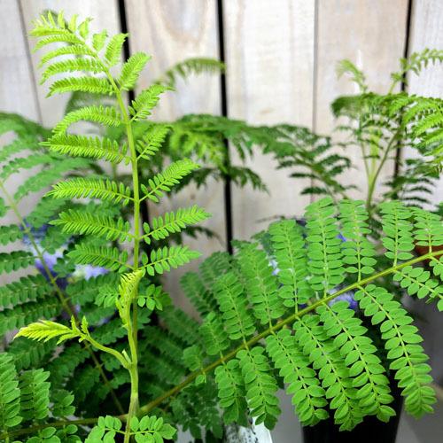 観葉植物 世界三大花木 ブルーの花 涼を感じる マニア ジャカランダ ミモシフォリア ３号 Leafs ヤフー店 通販 Yahoo ショッピング