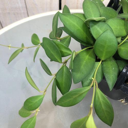 激安 超特価 観葉植物 インテリア オシャレ 育てやすい マニア ホヤ ザンバレス ５号吊り