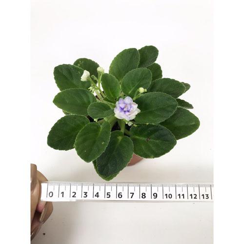 インテリア 室内で育てる花 かわいい 手軽に育成 素材 セントポーリア ミニ ２ ５号 ｌ 5012 Leafs ヤフー店 通販 Yahoo ショッピング