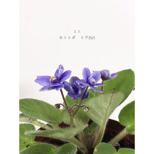 インテリア 室内で育てる花 かわいい 手軽に育成 素材 セントポーリア ミニ ２ ５号 ｎ 5014 Leafs ヤフー店 通販 Yahoo ショッピング