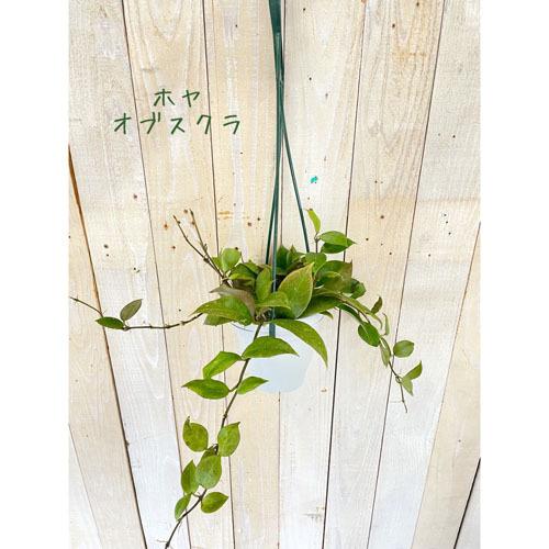 吊るす ハンギング インテリアグリーン 観葉植物 カッコイイ ホヤ オブスクラ ４号 超美品