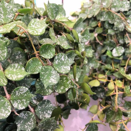 インテリア 観葉植物 オシャレ カッコイイ 育てやすい ホヤ カーティシー ４号吊り鉢 Leafs ヤフー店 通販 Yahoo ショッピング