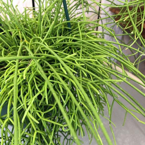観葉植物 多肉植物 インテリア カッコイイ 育てやすい リプサリス カスッサ ５号吊り 5010 Leafs ヤフー店 通販 Yahoo ショッピング