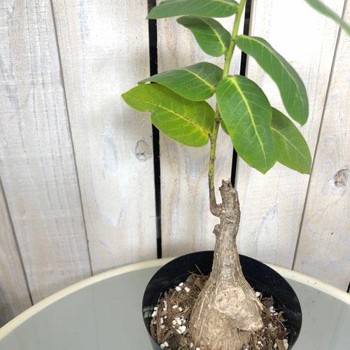 観葉植物 インテリア コーデックス カッコイイ 素材 フィランツス ミラビリス ４号 個体ｃ 5018 Leafs ヤフー店 通販 Yahoo ショッピング