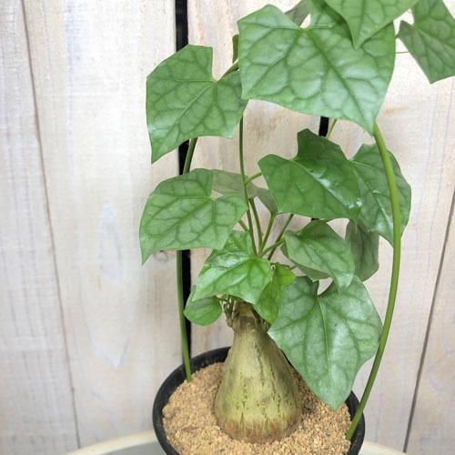 観葉植物 インテリア オシャレ カッコイイ 育てやすい ゲラルダンサス マクロリザス ３ ５号 個体ｊ Leafs ヤフー店 通販 Yahoo ショッピング