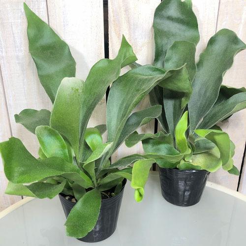 観葉植物 インテリア オシャレ カッコイイ ネザーランド 育てやすい 格安saleスタート コウモリラン ビカウシダ