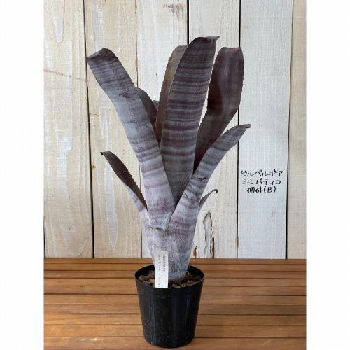 ブロメリア インテリア カッコイイ レア マニア 観葉植物 ビルベルギア シンパティコ ３号 個体ｂ Leafs ヤフー店 通販 Yahoo ショッピング