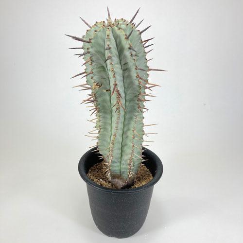 最も優遇の 観葉植物 インテリア 耐陰性 育てやすい オシャレ ユーフォルビア リギダ ３号 個体ａ Www Servocarelifesciences In