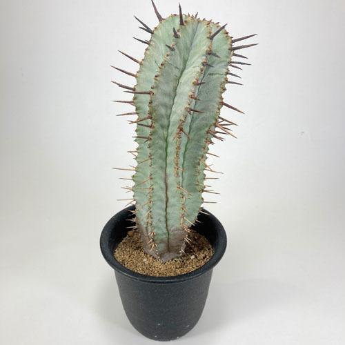 観葉植物 インテリア 耐陰性 育てやすい オシャレ ユーフォルビア リギダ ３号 個体ａ Leafs ヤフー店 通販 Yahoo ショッピング