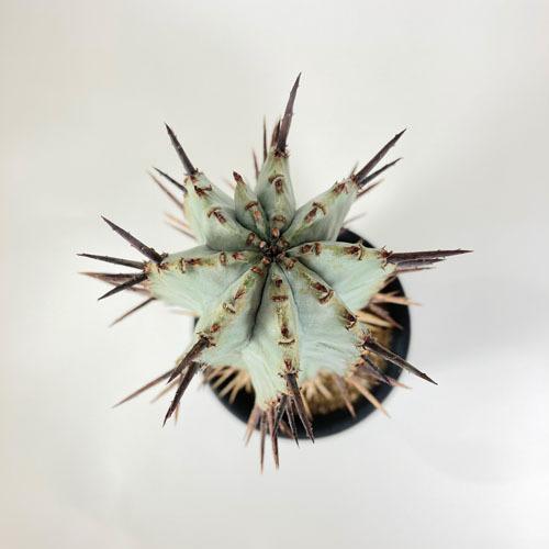 最も優遇の 観葉植物 インテリア 耐陰性 育てやすい オシャレ ユーフォルビア リギダ ３号 個体ａ Www Servocarelifesciences In