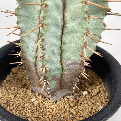 観葉植物 インテリア 耐陰性 育てやすい オシャレ ユーフォルビア リギダ ３号 個体ａ Leafs ヤフー店 通販 Yahoo ショッピング