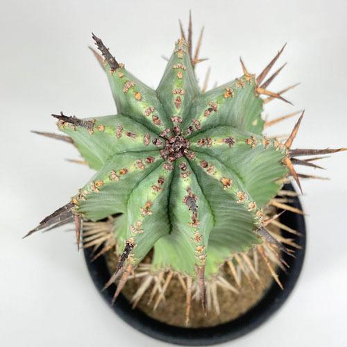 お年玉セール特価 観葉植物 インテリア 耐陰性 育てやすい オシャレ ユーフォルビア リギダ ３号 個体ｄ Matzi27 Com