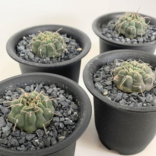 多肉植物 インテリア 育てやすい 乾燥に強い カッコイイ サボテン ギムノカリキウム バッテリー ３ ５号 Leafs ヤフー店 通販 Yahoo ショッピング