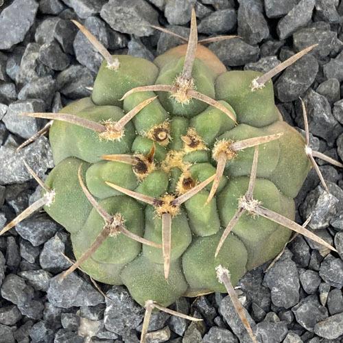 多肉植物 インテリア 育てやすい 乾燥に強い カッコイイ サボテン ギムノカリキウム バッテリー ３ ５号 Leafs ヤフー店 通販 Yahoo ショッピング