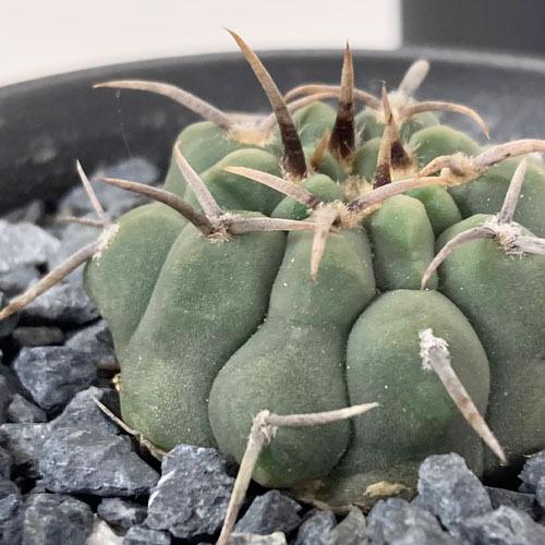 多肉植物 インテリア 育てやすい 乾燥に強い カッコイイ サボテン ギムノカリキウム バッテリー ３ ５号 Leafs ヤフー店 通販 Yahoo ショッピング