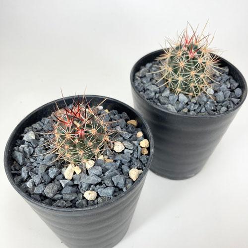 多肉植物 インテリア 育てやすい 乾燥に強い カッコイイ サボテン エキノケレウス リンゼイ ３号 5001 Leafs ヤフー店 通販 Yahoo ショッピング