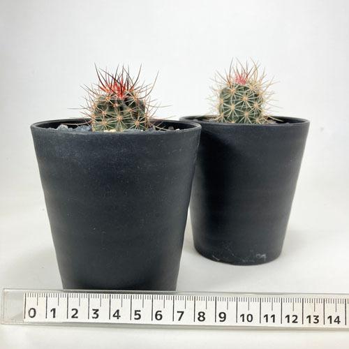 保存版 多肉植物 インテリア 育てやすい 乾燥に強い カッコイイ サボテン エキノケレウス リンゼイ ３号 Wantannas Go Id