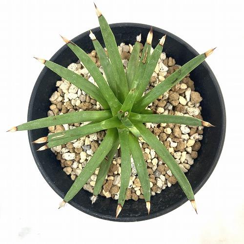 アガベ アルボピロサ(アルボピローサ) 4号 個体A　多肉植物 インテリア 育てやすい カッコイイ 乾燥に強い【現品・現物・一点もの】 |  | 01