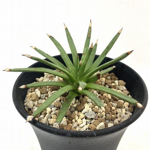 アガベ アルボピロサ(アルボピローサ) 4号 個体A　多肉植物 インテリア 育てやすい カッコイイ 乾燥に強い【現品・現物・一点もの】 |  | 02