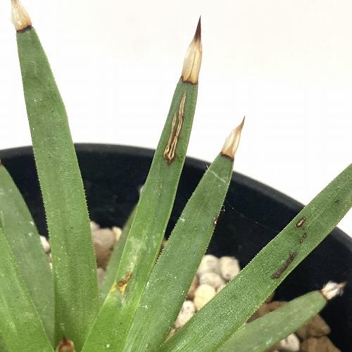 アガベ アルボピロサ(アルボピローサ) 4号 個体A　多肉植物 インテリア 育てやすい カッコイイ 乾燥に強い【現品・現物・一点もの】 |  | 03