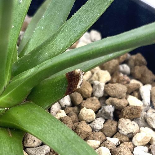 アガベ アルボピロサ(アルボピローサ) 4号 個体A　多肉植物 インテリア 育てやすい カッコイイ 乾燥に強い【現品・現物・一点もの】 |  | 04