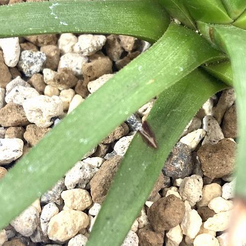 アガベ アルボピロサ(アルボピローサ) 4号 個体A　多肉植物 インテリア 育てやすい カッコイイ 乾燥に強い【現品・現物・一点もの】 |  | 05