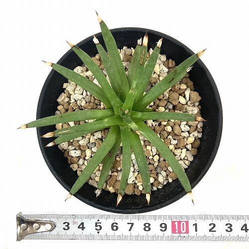 アガベ アルボピロサ(アルボピローサ) 4号 個体A　多肉植物 インテリア 育てやすい カッコイイ 乾燥に強い【現品・現物・一点もの】 |  | 06