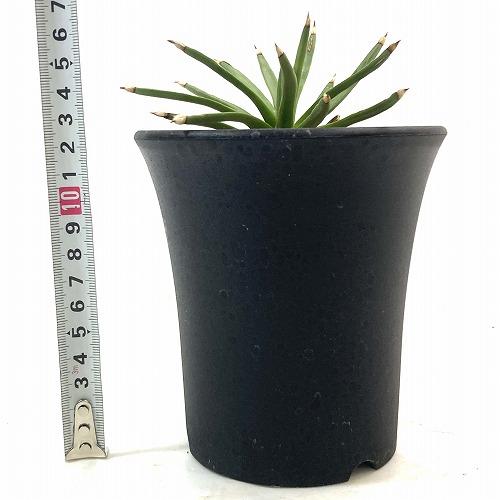 アガベ アルボピロサ(アルボピローサ) 4号 個体A　多肉植物 インテリア 育てやすい カッコイイ 乾燥に強い【現品・現物・一点もの】 |  | 07